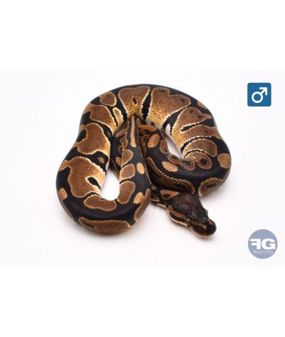 Python royal Classique Mâle