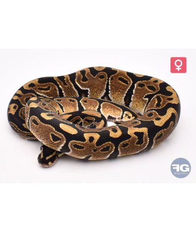Python royal Classique Femelle