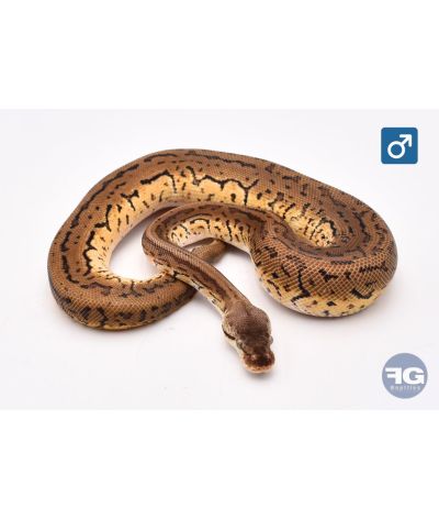 Python royal Leopard lemon blast Mâle