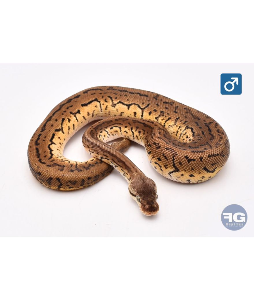 Python royal Leopard lemon blast Mâle