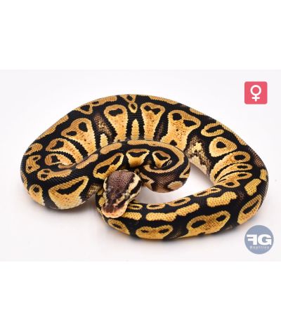 Python royal Pastel Femelle
