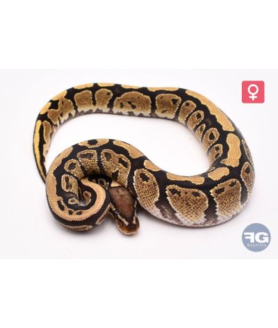 Python royal Fire Femelle