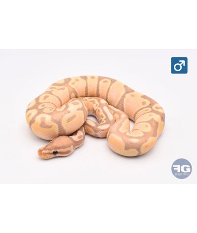 Python royal Banana Desert Ghost Mâle