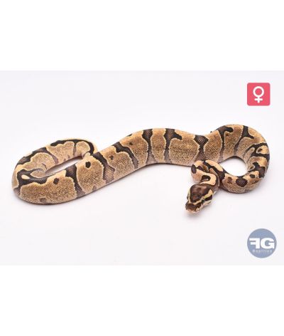 Python royal Enchi Fire Femelle