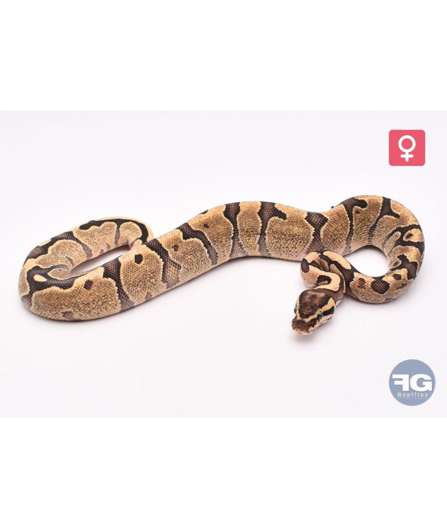 Python royal Enchi Fire Femelle