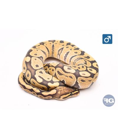 Python royal Hypo Mâle