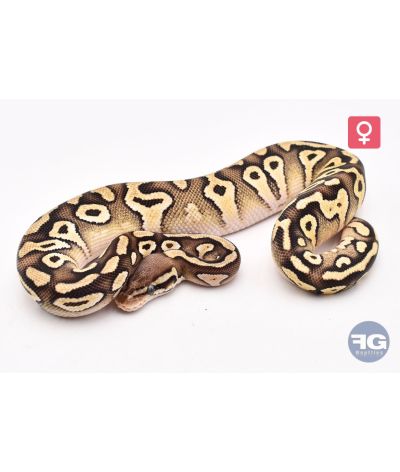 Python royal Pastave Femelle