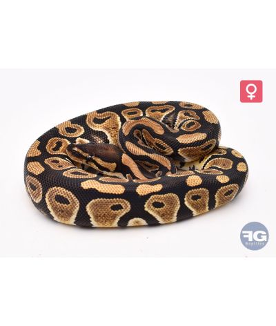 Python royal Classique Femelle