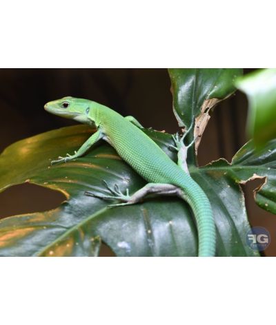 Gastropholis prasina juvénile