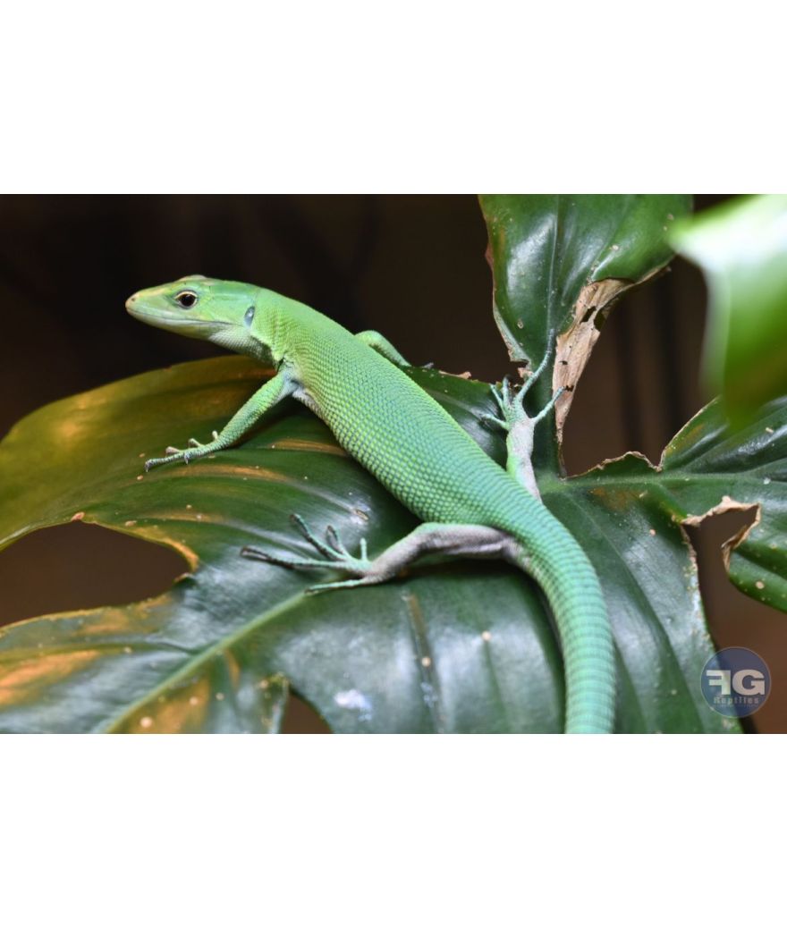 Gastropholis prasina juvénile