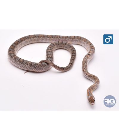Pantherophis guttatus Granite PiedSide Extreme White Mâle 2024