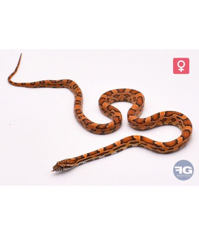 Pantherophis guttatus Tiger Femelle 2025