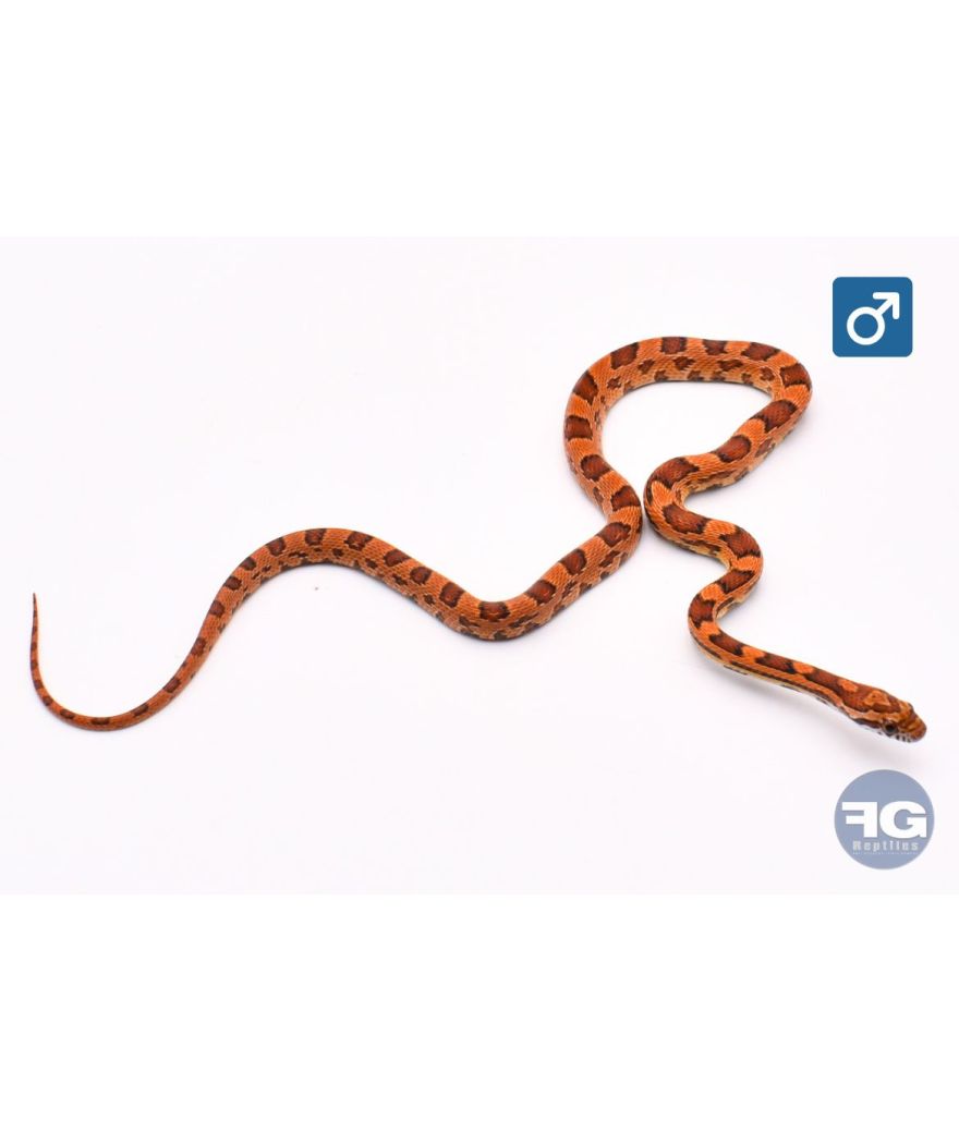 Pantherophis guttatus Okeetee Mâle 2025