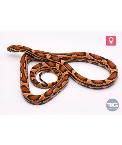Pantherophis guttatus Tiger Femelle 2025
