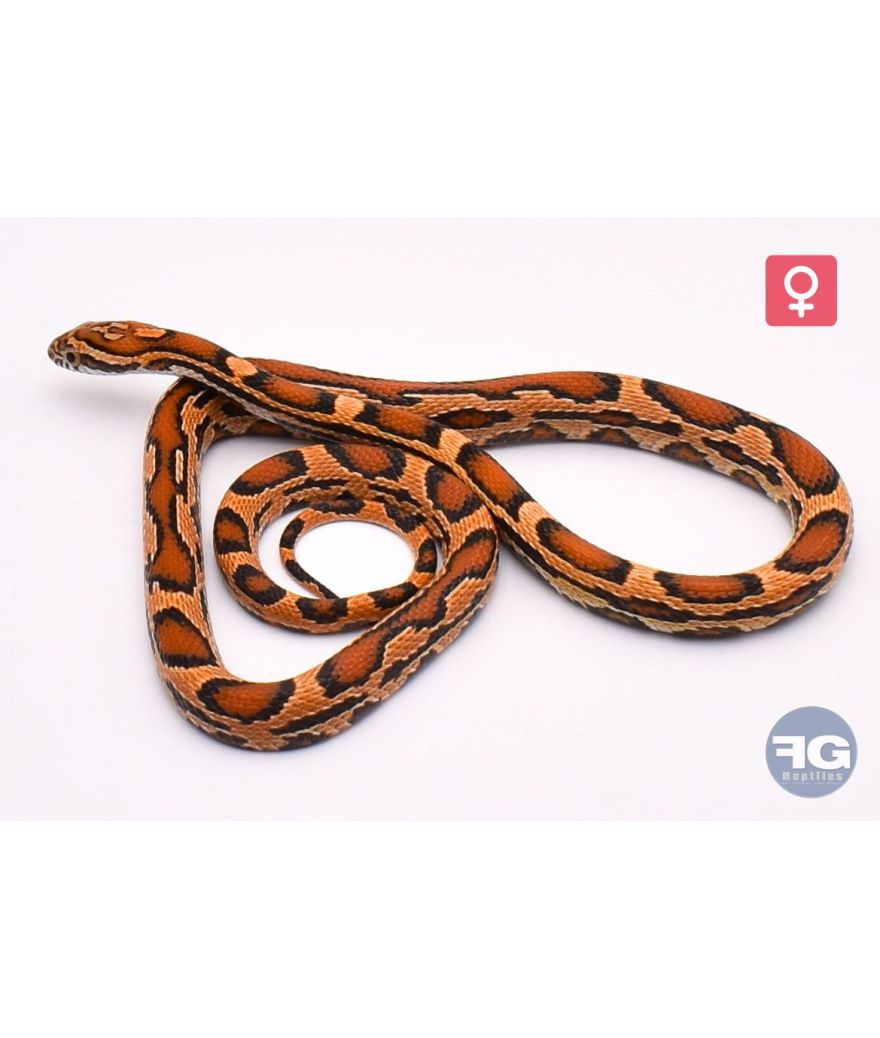 Pantherophis guttatus Tiger Femelle 2025