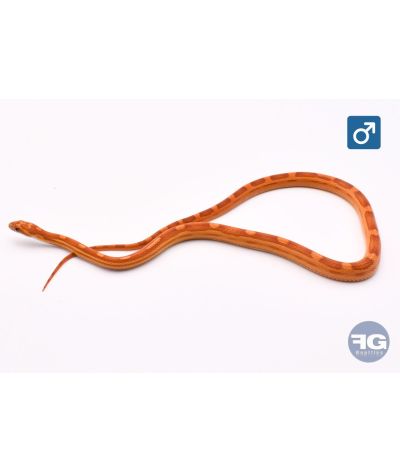 Pantherophis guttatus Ultramel Motley het Scaleless Mâle 2025