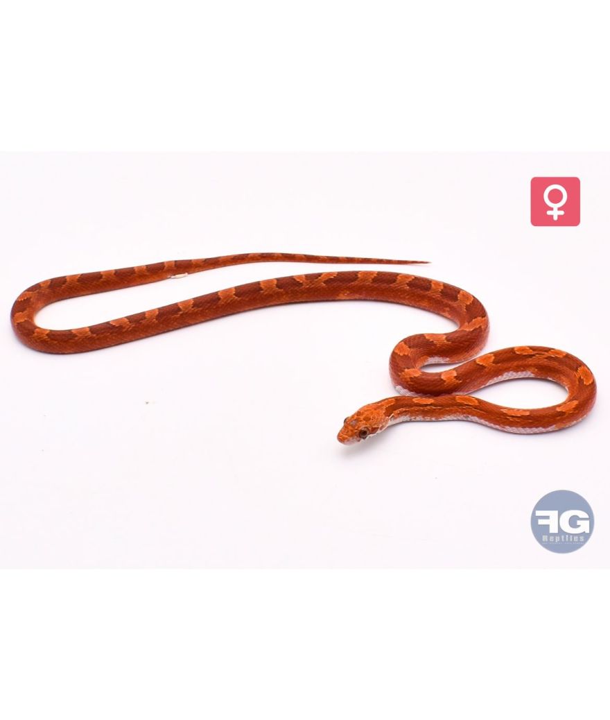Pantherophis guttatus Hypo Blood Piedsided Medium Femelle 2025