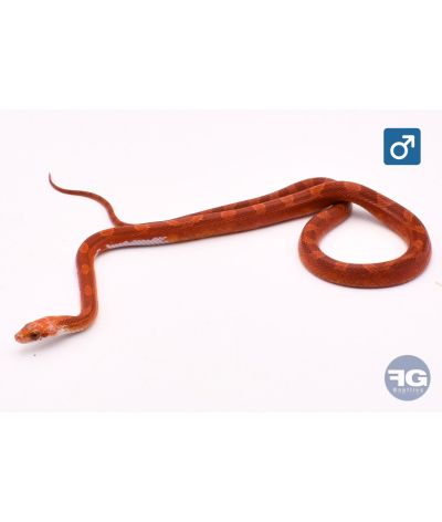 Pantherophis guttatus Hypo Blood Piedsided Medium Mâle 2025