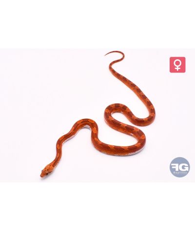 Pantherophis guttatus Hypo Blood Piedsided Medium Femelle 2025
