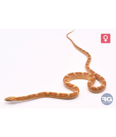 Pantherophis guttatus Amber Blood het Motley Piedsided Femelle 2025