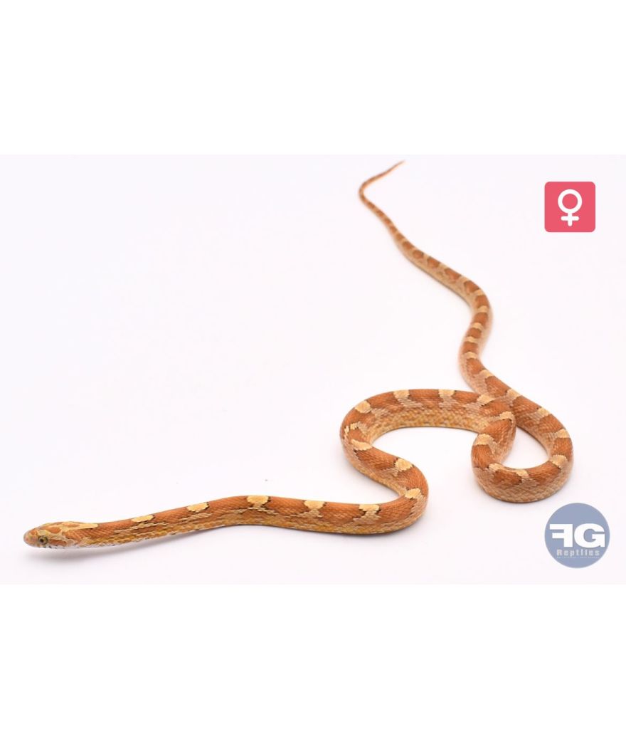 Pantherophis guttatus Amber Blood het Motley Piedsided Femelle 2025