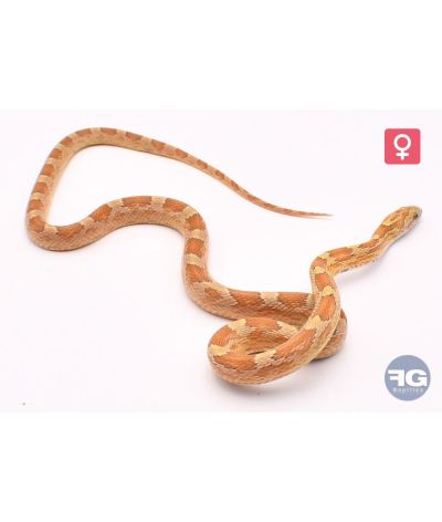 Pantherophis guttatus Amber Blood het Motley Piedsided Femelle 2025