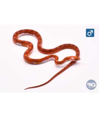 Pantherophis guttatus Hypo Blood Piedsided Medium Mâle 2025