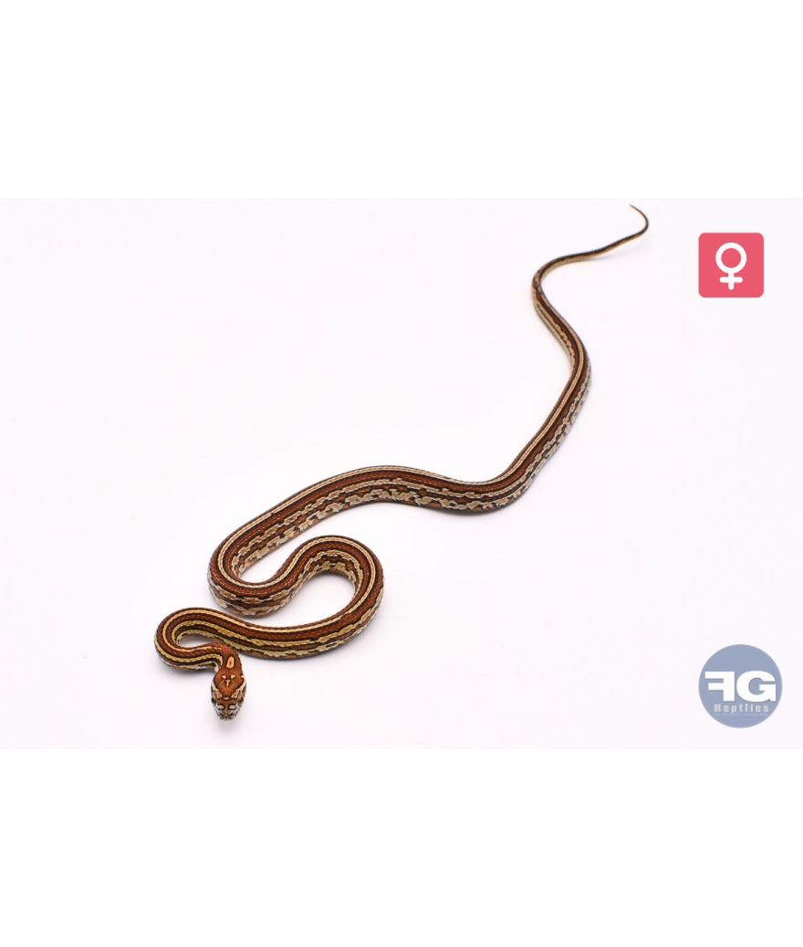 Pantherophis guttatus Tessera het Snow Motley Scaleless Femelle 2025