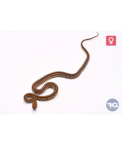 Pantherophis guttatus Tessera het Snow Motley Scaleless Femelle 2025
