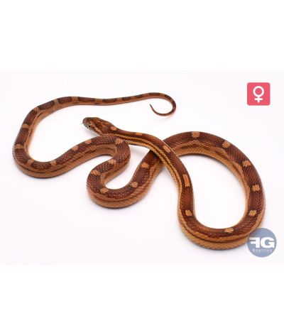 Pantherophis guttatus Motley het Snow Scaleless Femelle 2025