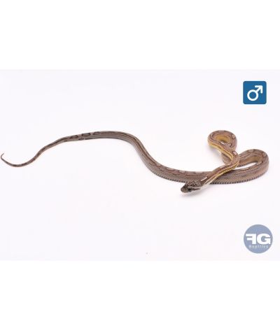 Pantherophis guttatus Anery Motley het Scaleless Mâle 2025