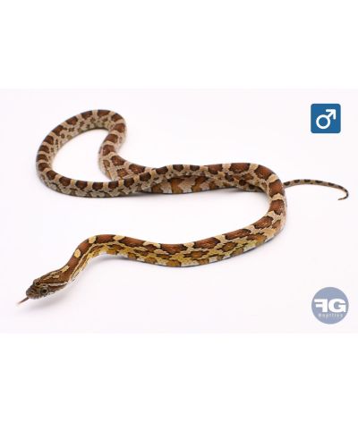 Pantherophis guttatus Caramel 66% het Scaleless Palmetto Mâle 2025