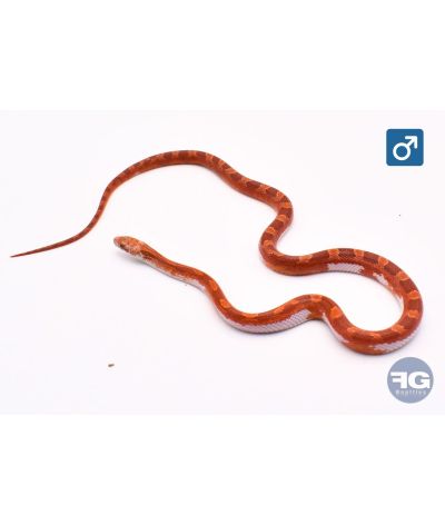 Pantherophis guttatus Hypo Blood Piedsided High White Mâle 2025