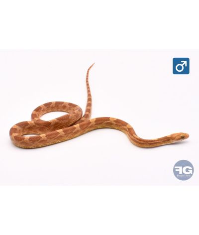 Pantherophis guttatus Amber Blood het PS Motley Mâle 2025