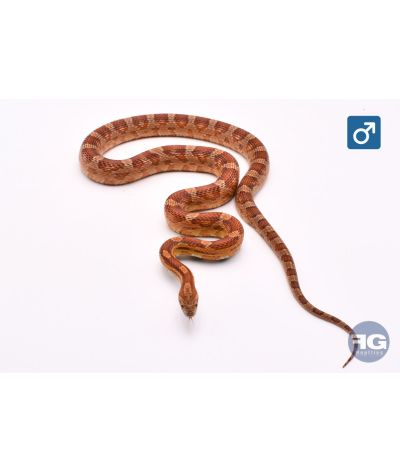 Pantherophis guttatus Classique het Scaleless Mâle 2024