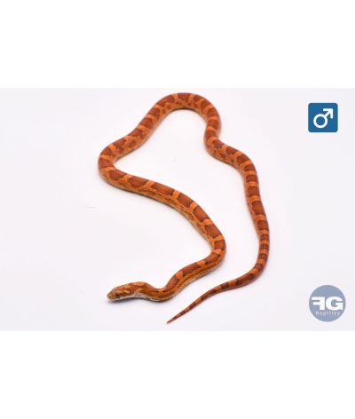 Pantherophis guttatus Ultramel het Scaleless Mâle 2024
