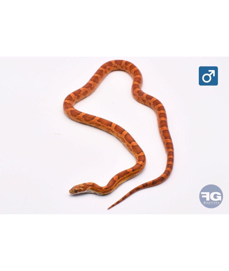 Pantherophis guttatus Ultramel het Scaleless Mâle 2024