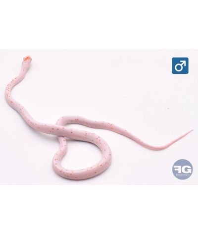 Pantherophis guttatus Amel Palmetto Mâle
