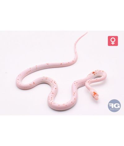 Pantherophis guttatus Amel Palmetto Femelle 1
