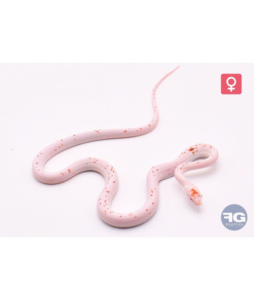 Pantherophis guttatus Amel Palmetto Femelle 1