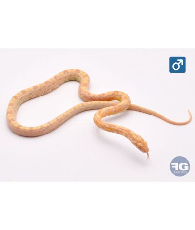 Pantherophis guttatus Citrus Mâle 1