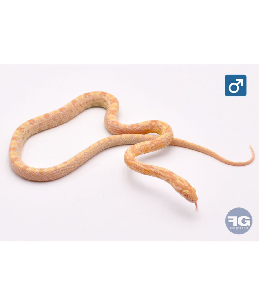 Pantherophis guttatus Citrus Mâle 1