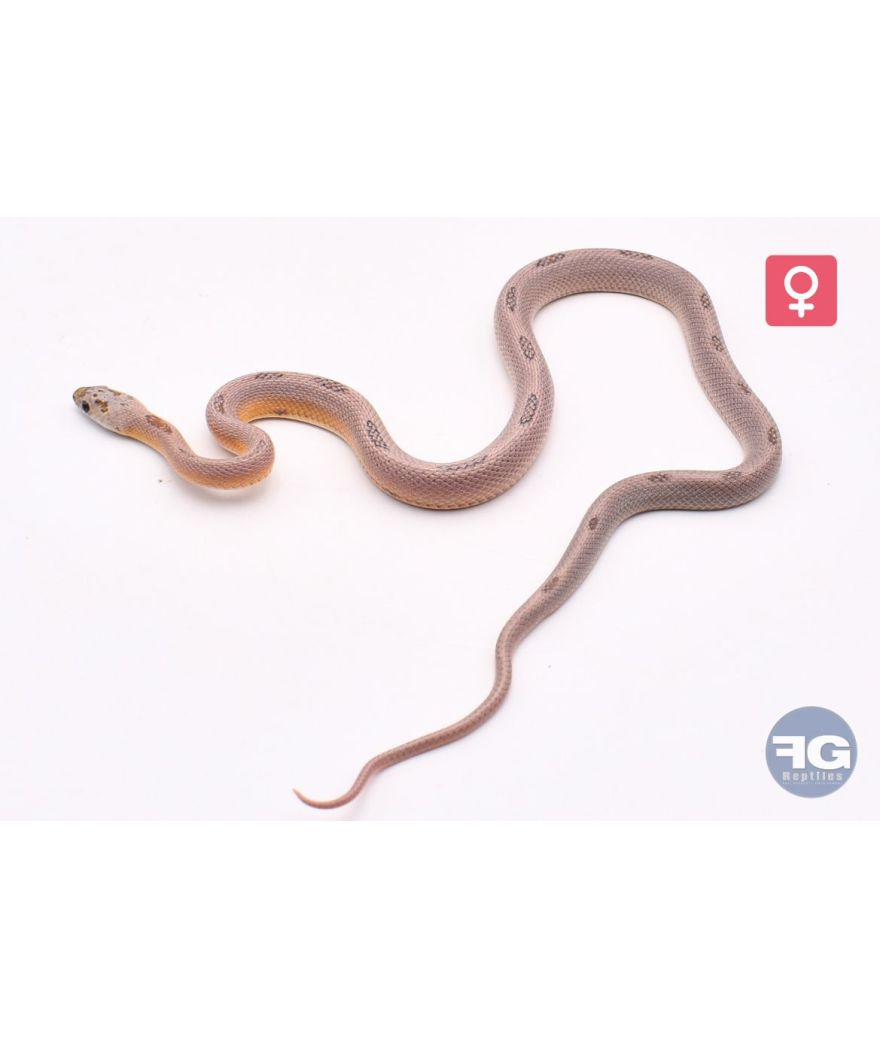 Pantherophis guttatus Red Factor Anery Sunkissed StripeFemelle