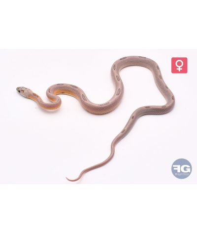 Pantherophis guttatus Red Factor Anery Sunkissed StripeFemelle