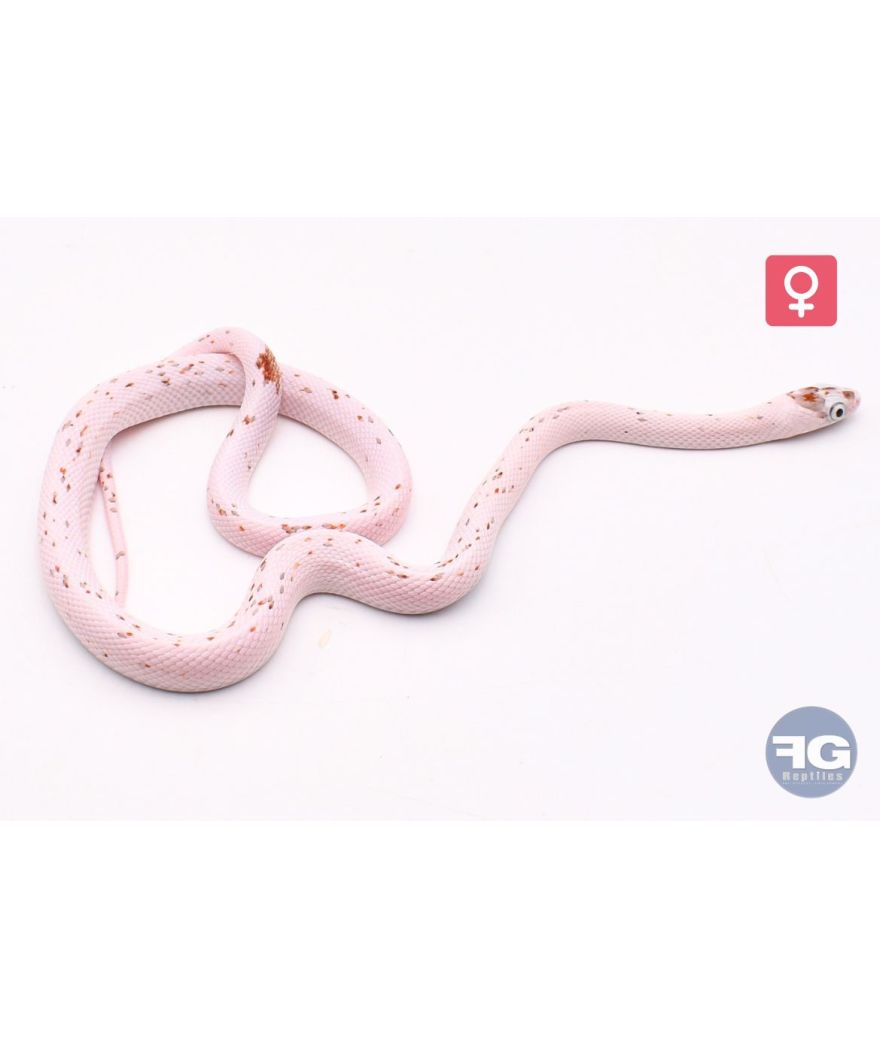 Pantherophis guttatus Palmetto Femelle 2025