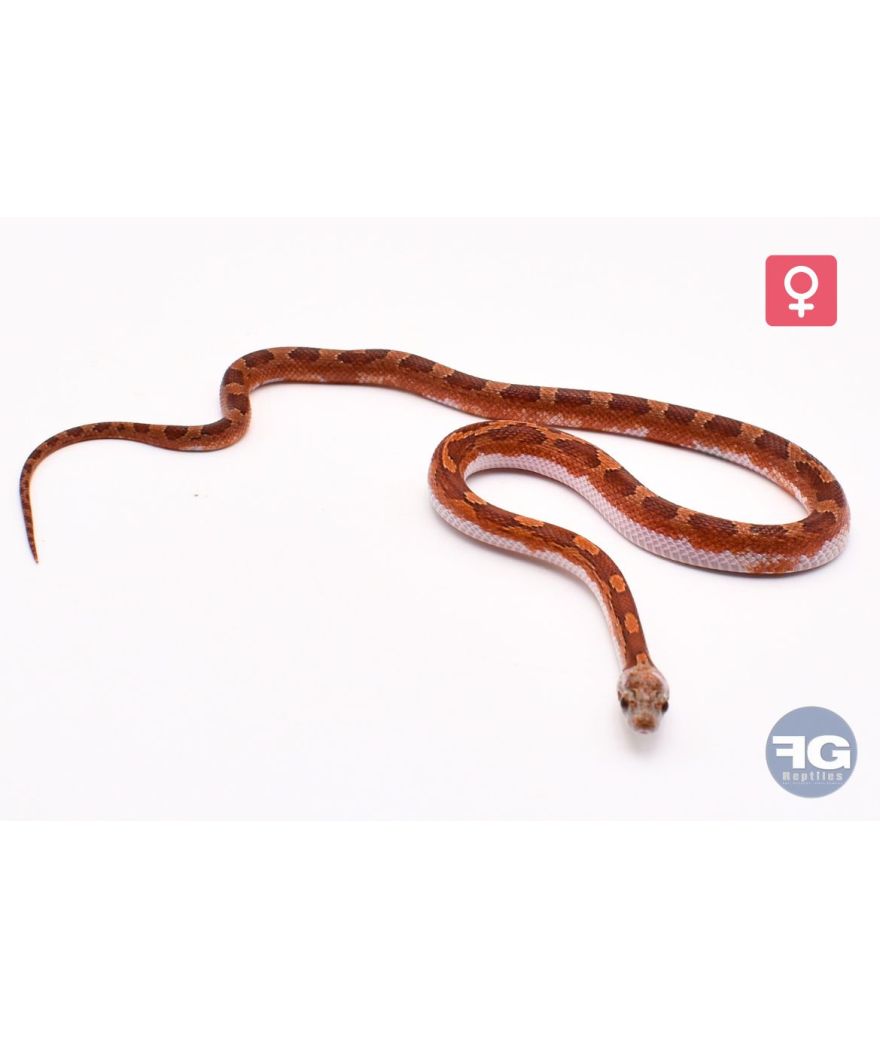 Pantherophis guttatus Bloodred Piedsided Femelle
