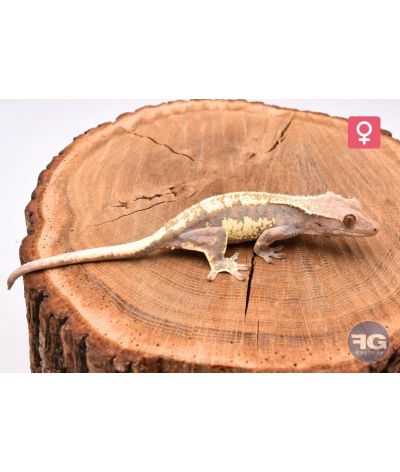 Correlophus cilliatus Frappuccino Femelle 2025