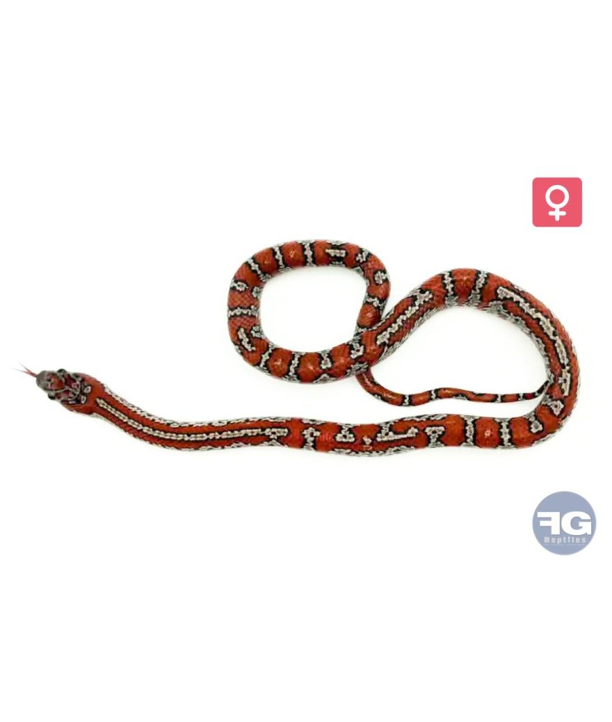 Lampropeltis mexicana granite abberant Femelle