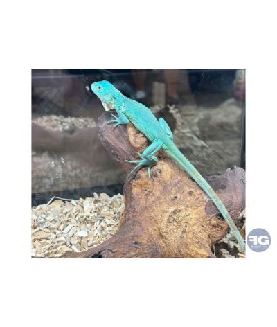 Iguana iguana (Iguane) bleu