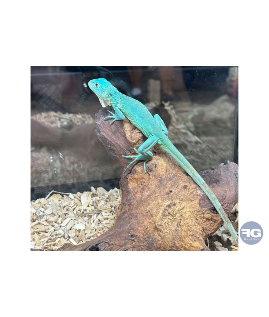 Iguana iguana (Iguane) bleu